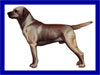 Click here for more detailed Labrador Retriever breed information and available puppies, studs dogs, clubs and forums